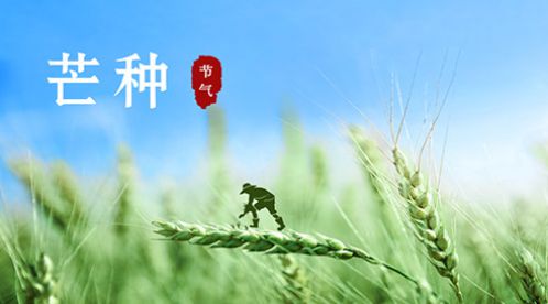 芒種 | 風吹麥成浪，蟬鳴夏始忙【杭州易造】