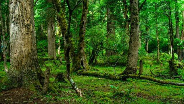 植樹(shù)節(jié)-春風(fēng)十里，正“植”有你【杭州易造】