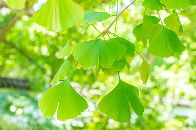 植樹(shù)節(jié)-春風(fēng)十里，正“植”有你【杭州易造】