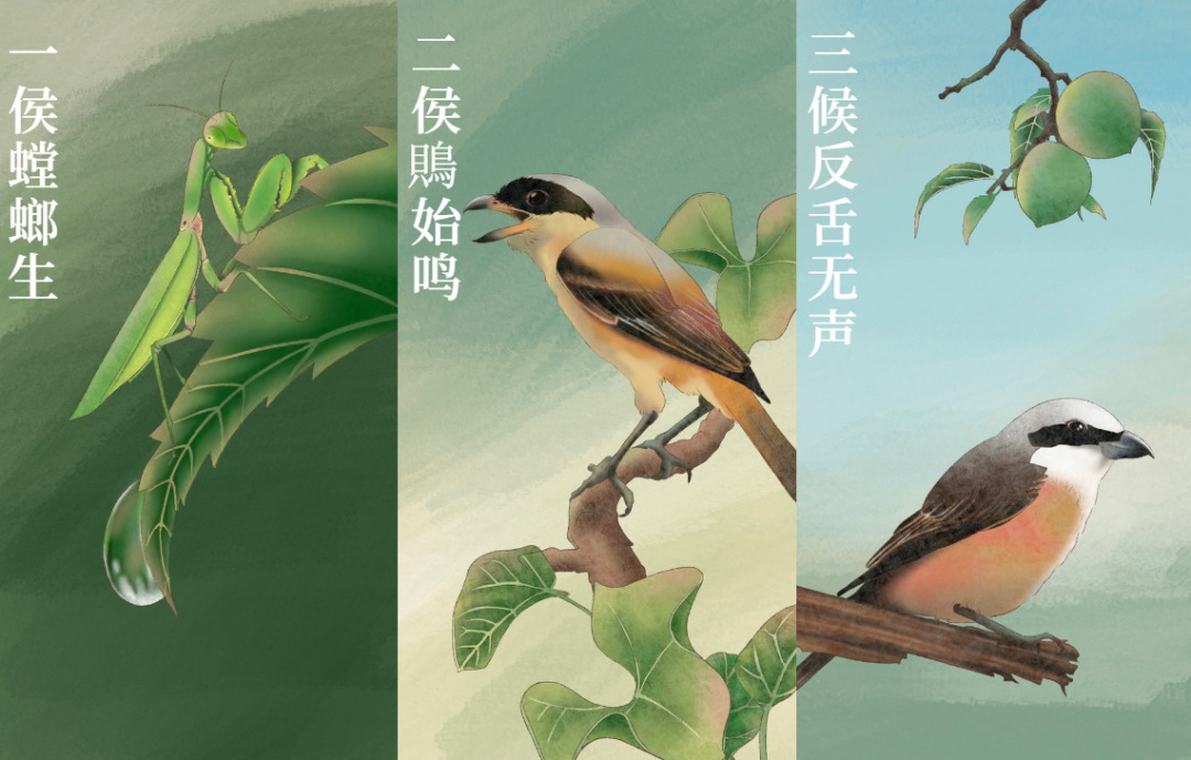 芒種 | 風吹麥成浪,蟬鳴夏始忙-三候 芒種 | 風吹麥成浪,蟬鳴夏始忙-三候