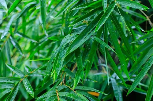 夏至 | 蟬噪林逾靜，鳥鳴山更幽【杭州易造】