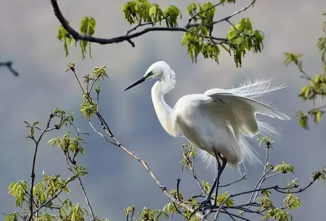 二十四節氣-白露 | 白露至,秋實美
