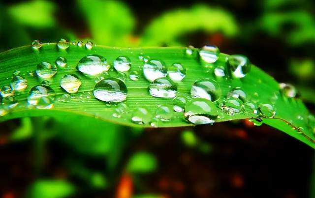 二十四節氣-白露 | 白露至,秋實美