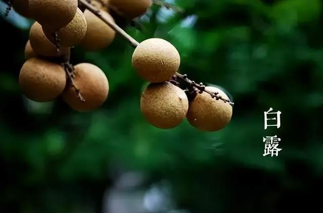 二十四節氣-白露 | 白露至,秋實美